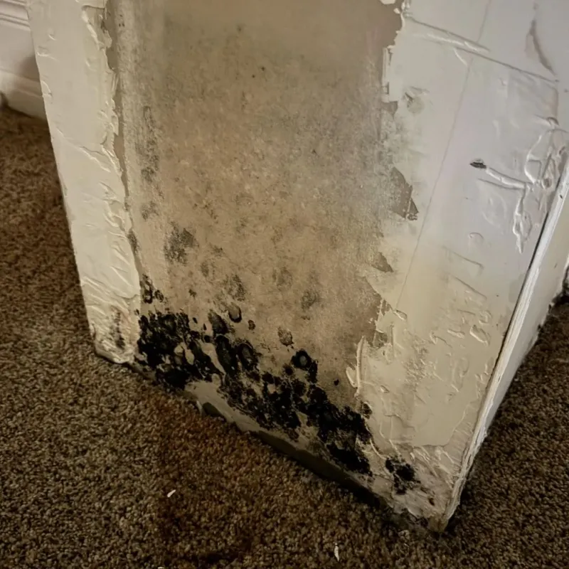 Professional Mold Removal in Lassen County, CA